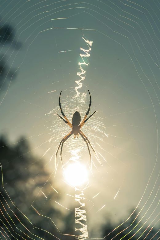 We bouwen websites voor bedrijven uit Houten, Schalkwijk, Tull en ’t Waal, Odijk, Bunnik en omgeving. Dat maakt ons niet alleen je technische partner, maar ook iemand die jouw markt begrijpt.